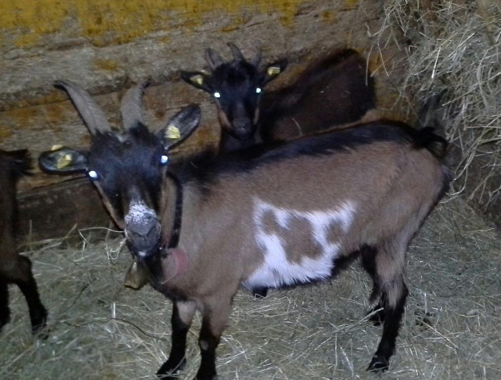 דירות טקסנבאך Biobergbauernhof Brandenau חדר תמונה